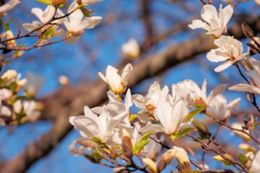 Bahçede beyaz manolya çiçeği. Güneşli bir günde bahar doğası. Narin çiçekler kapanıyor. romantik kart konsepti