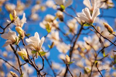 Bahçede beyaz manolya çiçeği. Güneşli bir günde bahar doğası. Narin çiçekler kapanıyor. romantik kart konsepti