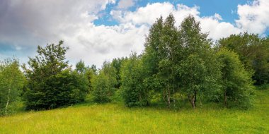 Yaz manzarasında tepedeki ağaçlar. Güzel dağ manzarası Bulutlu bir günde