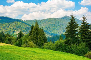 Dağlarda yaz kırsalında. Çimenli çayırlarda çam ağaçları. Gökyüzünde kabarık bulutlar olan harika bir hava. Güzel manzara.