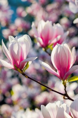 Beyaz manolya güneş ışığında çiçek açar. Parlak güneş ışığında dallarda çiçekler. İlkbaharda güzel doğa arka planı