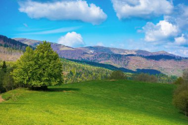 Dağlardaki çayırdaki ağaç. Baharda güneşli bir günde güzel doğa manzarası. Uzaktaki mavi gökyüzünde kabarık bulutlar