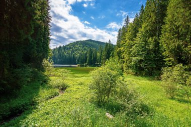 Yazın dağ gölü manzarası. Synevyr Ulusal Parkı 'nın güzel manzarası, Ukrayna. Ormanın içinde bir su kütlesi. Harika bir manzara ve Karpatya doğasının muhteşem bir görüntüsü. Avrupa seyahati kavramı