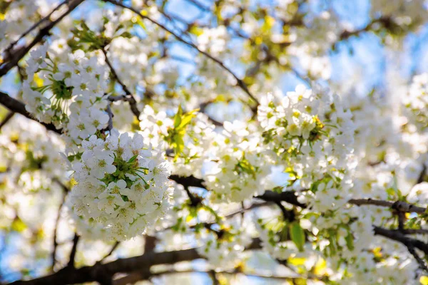 Sabah güneşinde beyaz elma çiçeği. İlkbaharda çok güzel bir arka plan. Dalların ve mavi gökyüzünün bulanık arkaplanının önündeki dallarda narin çiçekler