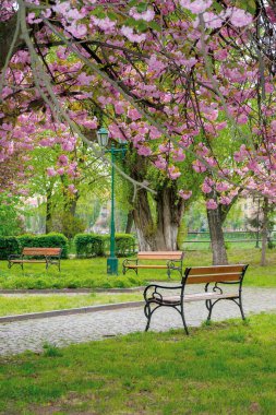Parkta sakura çiçeği. İlkbaharda güzel doğa manzarası. Asfaltlı patikanın üstündeki dallarda yemyeşil pembe çiçekler