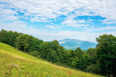 Karpat Dağları 'nın yaz manzarası. Sabahları çok güzel bir manzara. Kornohora sırtı tepelerindeki kayın ormanı ve otlak alp çayırları. Gökyüzünde kabarık bulutlarla aydınlık güneşli bir hava.