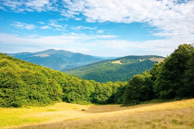 Tepedeki orman ve çayır. Yazın güzel Karpat Dağları manzarası. Uzakta Blyznytsya zirvesi. Gökyüzünde bulutlar olan güneşli bir hava.
