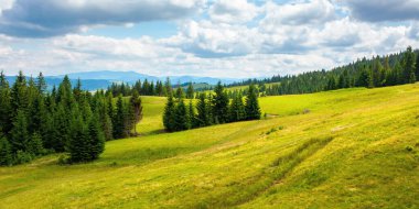 Dağlardaki kozalaklı ormanlar. Tepelerde yeşil çimenler olan yaz manzarası. Gökyüzünde bulutlar olan güneşli bir günde doğa manzarası