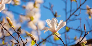 Bahçede beyaz manolya çiçeği. Güneşli bir günde bahar doğası. Narin çiçekler kapanıyor. romantik kart konsepti