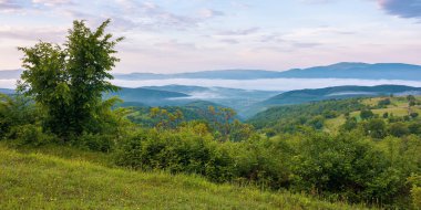 Şafakta dağlık kır manzarası. Yazın sisle dolu uzak bir vadi. Tepedeki ağaçlar ve bitkiler. Gökyüzünde bulutlar olan güzel bir manzara