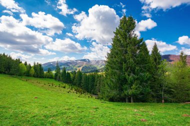 Çimenli çayırlarda çam ağaçları. İlkbaharda harika bir kırsal alan. Mavi gökyüzündeki bulutların altında karla kaplı dağlar. güneşli hava