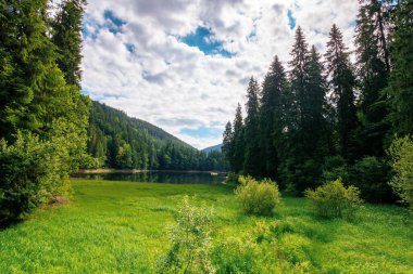 Yazın dağ gölü manzarası. Synevyr Ulusal Parkı 'nın güzel manzarası, Ukrayna. Ormanın içinde bir su kütlesi. Harika bir manzara ve Karpatya doğasının muhteşem bir görüntüsü. Avrupa seyahati kavramı