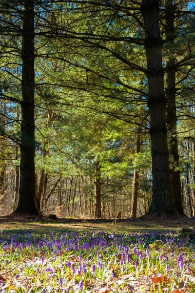 forest glade nature background in spring. crocus flowers on the glade in sunlight. trees in the blurred distance. sunny weather