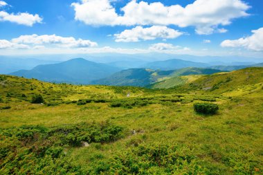 Carpathian Biyosfer Rezervi dağ sırtı. Doğu Karpatlar 'daki Chornohirskyi Massif' in yaz manzarası, Ukrayna. Mavi gökyüzünde kabarık bulutlu güneşli bir manzara