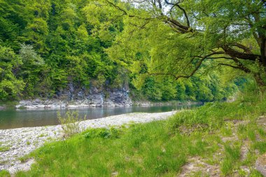 Nehir taşın altından akıyor. İlkbaharda güzel doğa manzarası. Sahilde yaprak döken ağaçlar