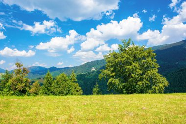 Karpat Dağları 'ndaki kırsal alan. Çayırda ağaçların olduğu yaz manzarası. Parlak mavi gökyüzünde kabarık bulutlar. Uzaklardaki tepelerin ve vadilerin güzel manzarası