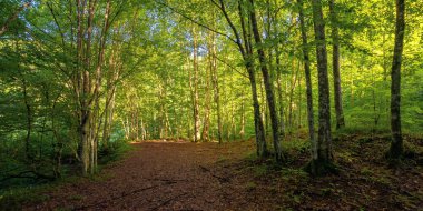 Yazın kayın ormanı. Sabah ışığında yaprak döken ağaçlar. güzel doğa arkaplanı