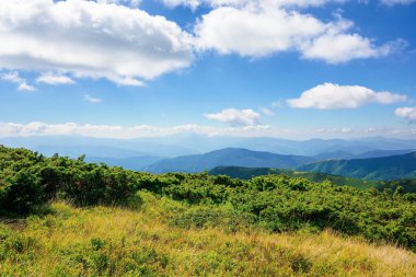 Aydınlık bir yaz gününde dağ manzarası. Tepedeki çayırlarda ve bitkilerde. Gökyüzünde kabarık bulutlar olan harika bir hava. Karpatların Chernohora sırtı