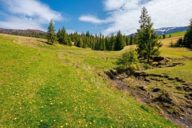 Çimenli çayırlarda çam ağaçları. Uzakta kar tepeli sırt. Güneşli bir günde güzel bir kırsal alan.