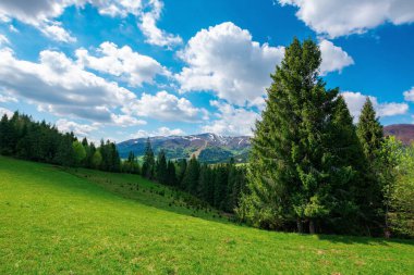 Çimenli tepedeki orman. İlkbaharda güzel doğa manzarası. Mavi gökyüzündeki bulutların altında karla kaplı dağlar. güneşli hava