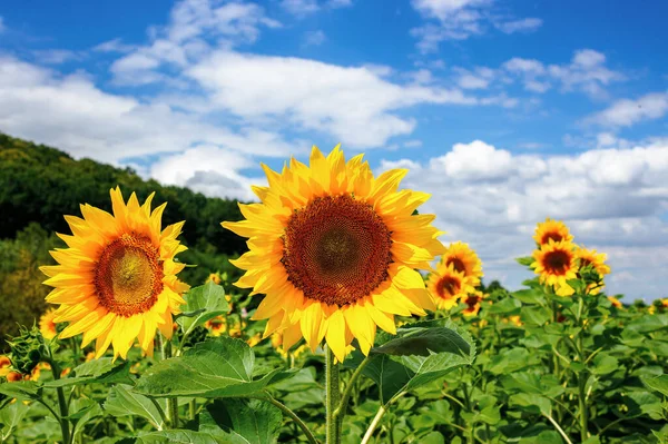 Girasol Primer Plano Campo Hermoso Paisaje Agrícola Verano Nubes Sobre — Foto de Stock