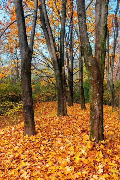 Slunečná Podzimní Krajina Lesích Větve Barevném Listí Země Pokrytá Spadlým Royalty Free Stock Obrázky
