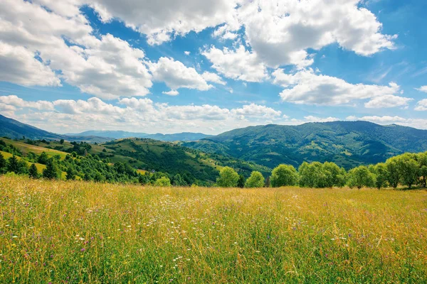 Paisagem Rural Com Prado Gramado Florescente Paisagem Bela Natureza Montanhas — Fotografia de Stock