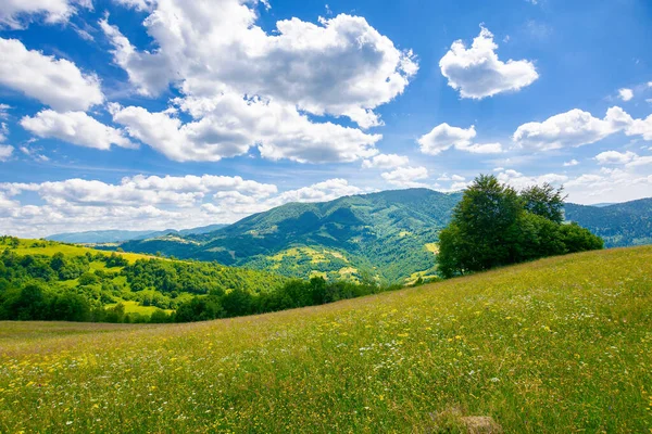 夏は牧草地にハーブが植えられています 青い空の下の遠くの山の風景をふわふわの雲で眺めながら — ストック写真