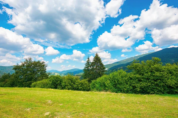 カルパチア山脈の田園風景です 牧草地に木がある夏の自然風景 青空に浮かぶふわふわの雲 遠くの丘や谷への美しい眺め — ストック写真