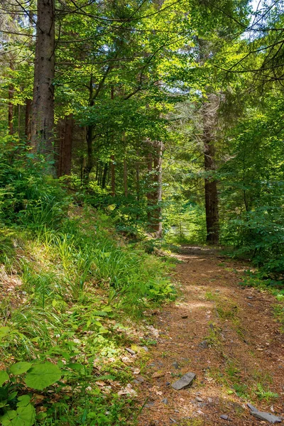 Nadelwald Sommer Weg Zwischen Den Bäumen Schöne Naturkulisse Einem Sonnigen — Stockfoto
