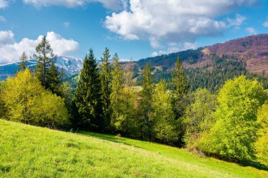 Karpatya dağlarının kırsal arazisi. Çimenli tepedeki ağaçlar. Bahar zamanı harika bir doğa manzarası. Gökyüzünde kabarık bulutlar