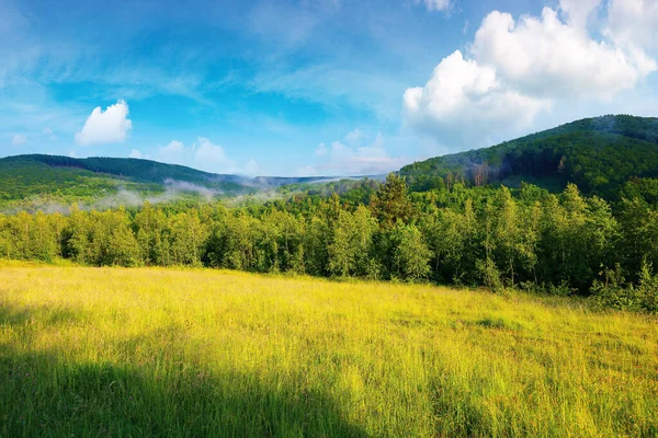 Wald Auf Der Wiese Morgen Schöne Landschaft Sommer Nebel Über — Stockfoto