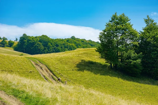 Krajobraz Górski Pastwiskiem Słoneczny Dzień Buki Wzgórzu Piękne Krajobrazy Wiejskie — Zdjęcie stockowe