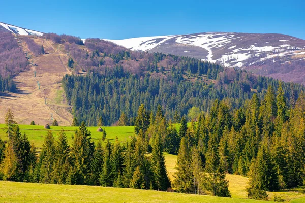 Berglandschaft Frühling Ländliche Felder Und Weiden Grünen Gras Fichtenwald Auf — Stockfoto