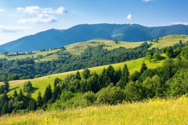 Yazın kırsal alan. Tepelerdeki tarlaların uzak vadiye aktığı güzel doğa manzarası. Gökyüzünde kabarık bulutlarla güneşli harika bir hava.