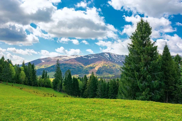 forest on the grassy hill. beautiful nature landscape in spring. snow capped mountains in the distance beneath a clouds on the blue sky. sunny weather