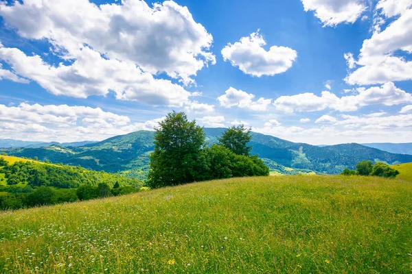 夏は牧草地にハーブが植えられています 青い空の下の遠くの山の風景をふわふわの雲で眺めながら — ストック写真