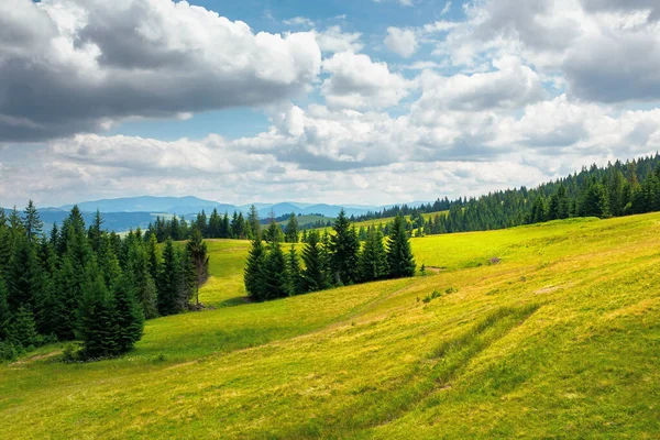 Spruce Trees Mountains Summer Countryside Landscape Grass Hills Nature Scenery — 图库照片
