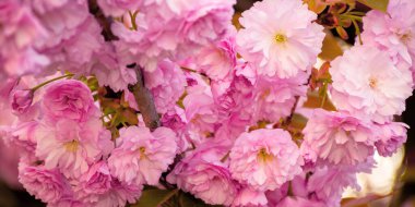 Sakura 'nın pembe çiçekleri. İlkbaharda kiraz çiçeği mevsimi. Doğa arkaplanı kapat