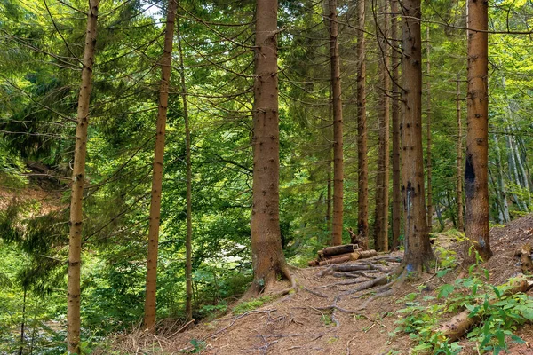 Forêt Conifères Été Sentier Parmi Les Arbres Beaux Paysages Naturels — Photo