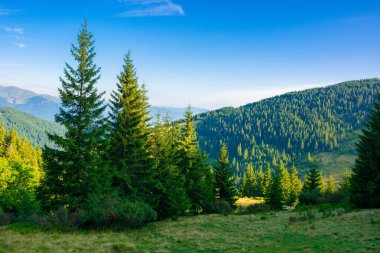 Dağ çayırındaki çam ağaçları. Sabahları harika bir yaz manzarası. Ukraynalı Karpatların cennet gibi arka planı