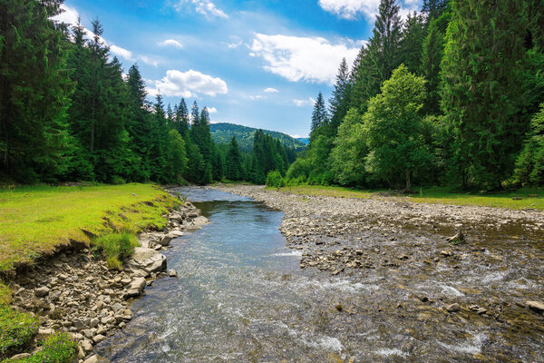 summer landscape with mountain river. water flows down the valley among grassy shore with stones and spruce forest. sunny weather with clouds on the sky