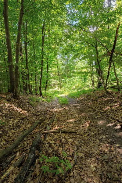 Sendero Través Del Antiguo Bosque Hayas Luz Moteada Hermosa Naturaleza —  Fotos de Stock