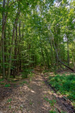 Kayın ormanından geçen toprak yol. Yazın karpatların muhteşem manzarası. Parlak hava, yerdeki noktalı ışık.
