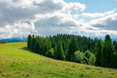 Dağlardaki çimenli çayırlarda bir orman. Sonbaharın başlarında dramatik havalarda çarpıcı bir kır manzarası. Gökyüzündeki bulutlar. parlak çevre doğa arkaplanı
