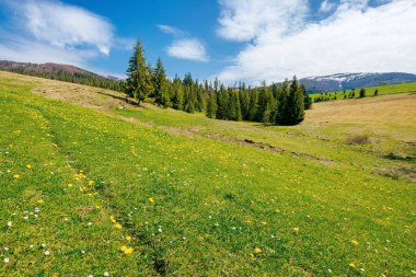 Çimenli çayırlarda çam ağaçları. Uzakta kar tepeli sırt. Güneşli bir günde güzel bir kırsal alan.
