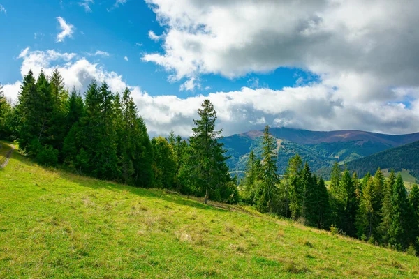 Smrkový Les Travnaté Kopcovité Louce Karpatská Horská Krajina Oblačném Letním — Stock fotografie