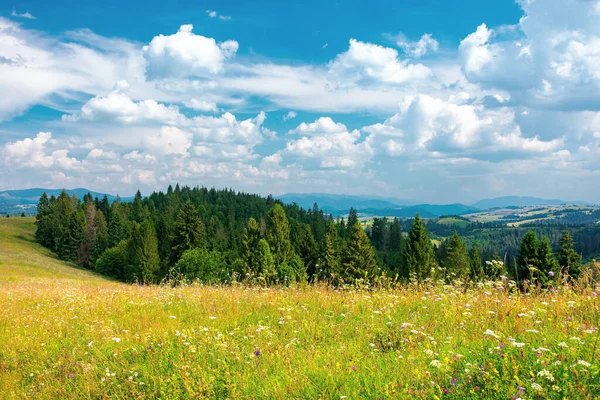 草の丘の上の森 夏のカルパチア山脈の美しい田園風景 青空にふわふわの雲が浮かぶ晴天 — ストック写真