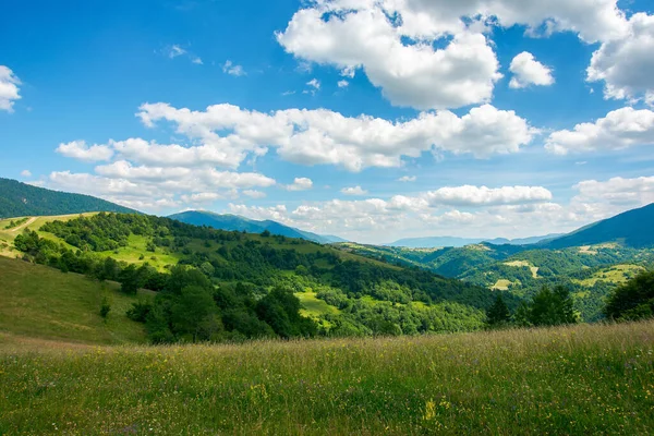 山の中のカルパチア地方の風景です 草原の草やハーブ 丘の上の木が谷に転がり落ちる 空にふわふわの雲が浮かぶ晴れた日の美しい夏の自然風景 — ストック写真
