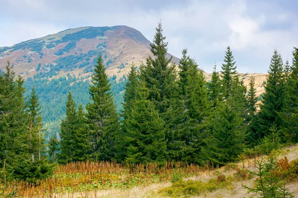 Horská Krajina Lesy Podzim Krásné Přírodní Pozadí Dopoledních Hodinách Nádherný — Stock fotografie